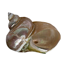 Shell